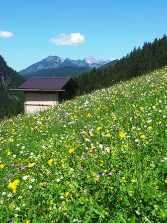 Bergwiese auf dem Kgele